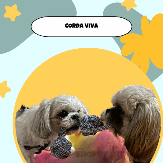 Corda Viva